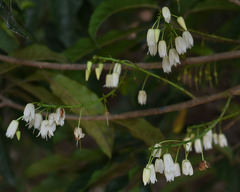 Elaeocarpus grahamii