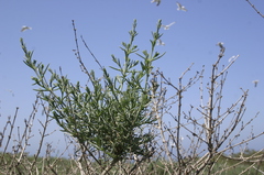 Salsola oppositifolia