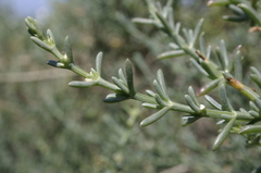 Salsola oppositifolia