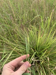 Eragrostis capillaris