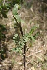 Astragalus boeticus