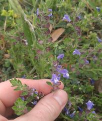 Scutellaria drummondii