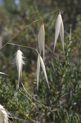 Avena sterilis atherantha
