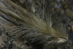 Avena sterilis atherantha