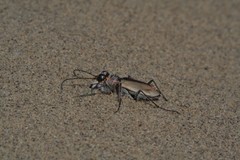 Cicindela limbata nympha