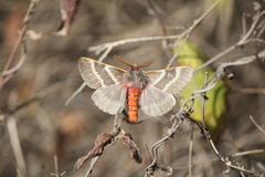 Hemileuca rubridorsa