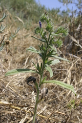Echium sabulicola