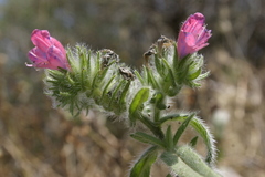 Echium sabulicola