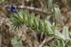 Echium sabulicola