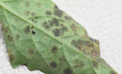 Pseudocercospora atromarginalis