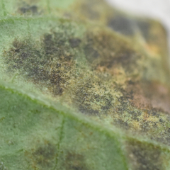 Pseudocercospora atromarginalis