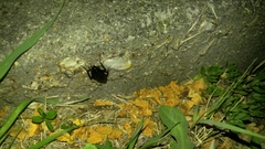 Periplaneta japonica