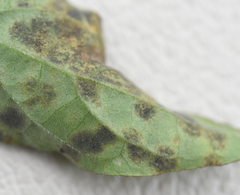 Pseudocercospora atromarginalis