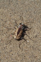 Cicindela limbata nympha