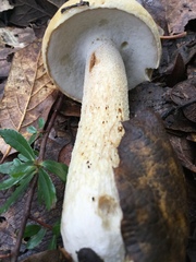 Boletus quercophilus