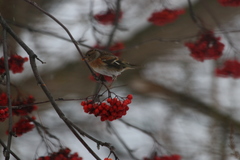 Fringilla montifringilla