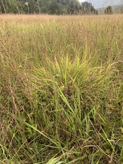 Eragrostis capillaris