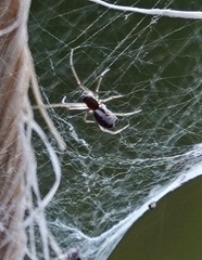 Frontinella huachuca