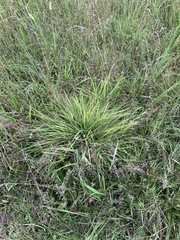 Eragrostis capillaris