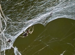 Frontinella huachuca