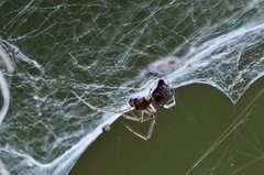 Frontinella huachuca