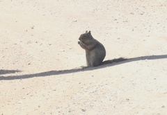Otospermophilus beecheyi nesioticus