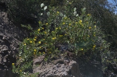 Dendromecon harfordii