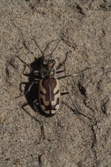 Cicindela lengi versuta
