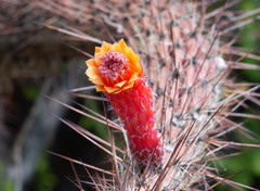 Cleistocactus baumannii