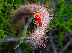 Cleistocactus baumannii