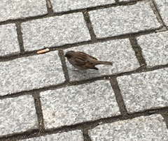 Passer domesticus