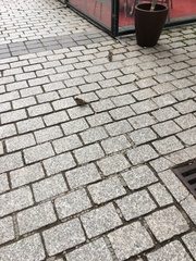 Passer domesticus
