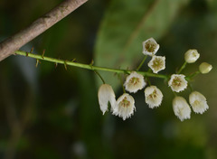 Elaeocarpus grahamii