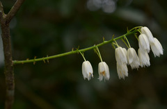Elaeocarpus grahamii