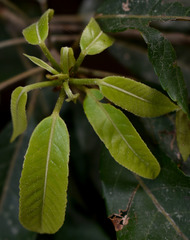 Elaeocarpus grahamii