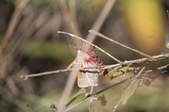 Hemileuca rubridorsa