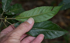 Elaeocarpus grahamii