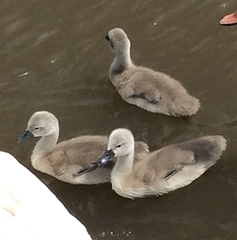 Cygnus olor
