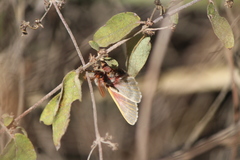 Hemileuca rubridorsa