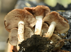 Pholiota highlandensis