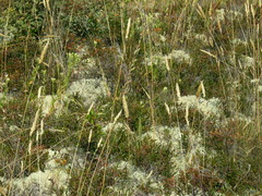 Sericocarpus rigidus