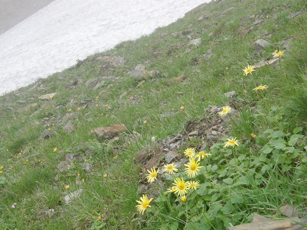 Doronicum carpaticum; photograph (c) Oleksandr Shynder, some rights reserved (CC BY)