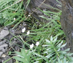Dichodon cerastoides
