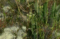 Sericocarpus rigidus