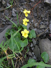 Viola biflora