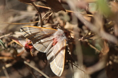 Hemileuca rubridorsa