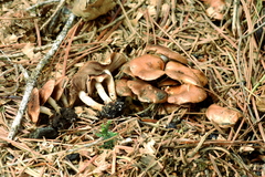 Pholiota highlandensis
