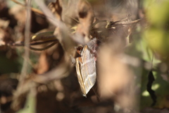 Hemileuca rubridorsa