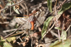 Hemileuca rubridorsa