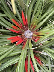 Fascicularia bicolor bicolor